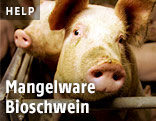Schweine in einem Stall eines Aufzuchtbetriebes in Niederösterreich