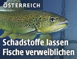 Bachforelle