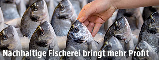 Fische auf einem Fischmarkt