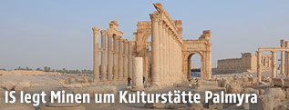 Palmyra