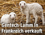 Zwei Lämmer in einem Stall