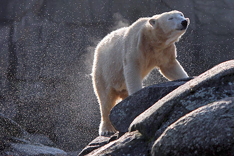 © picturedesk.com/EPA/Kay Nietfeld Tosca (die Mutter des Eisbären Knut)