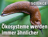 Nacktschnecke