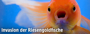 Goldfisch