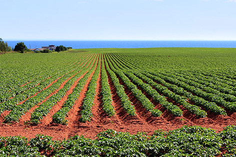 © Fotolia/GVictoria Erdäpfelfeld auf dem Prince Edward Island