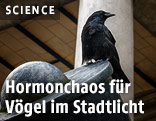 Ein Vogel