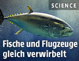 Ein Thunfisch