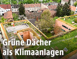 Begrüntes Dach in der Wiener Sargfabrik