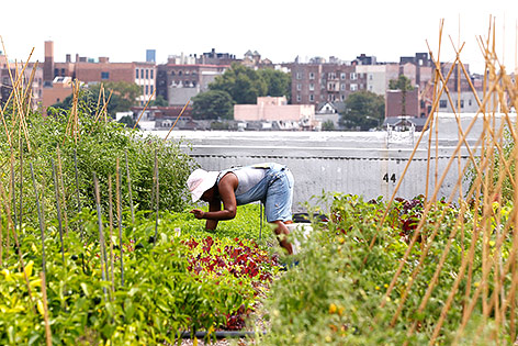 © Reuters/Shannon Stapleton Ein Anwohner erntet Gemüse auf dem Dach von Brooklyn Grange