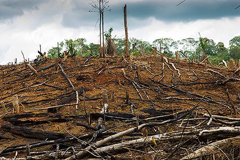 © Corbis/Marco Vacca Für Palmölplantage gerodeter Wald in Ghana