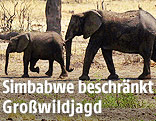 Elefantenherde im Hwange National Park in Simbabwe
