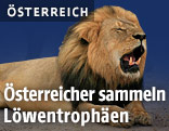 Ein Löwe