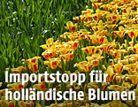 Holl&auml;ndische Tulpen