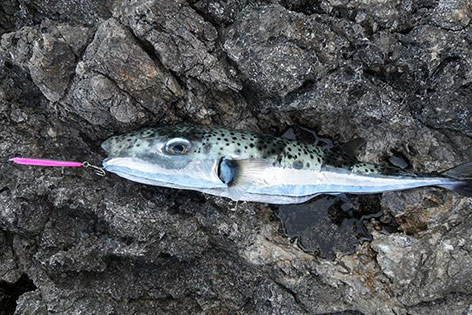 © Martin unter cc by-sa Hasenkopf-Kugelfisch (Lagocephalus sceleratus)