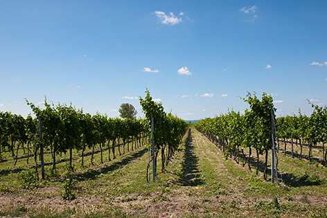 © ORF.at/Michael Baldauf Weinreben