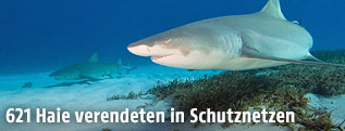 Haie im Meer