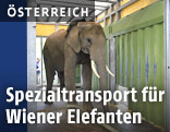 Elefant
