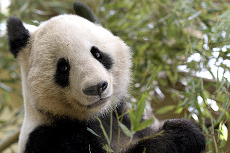 © APA/Herbert Neubauer Panda