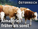 K&uuml;he beim Abtrieb