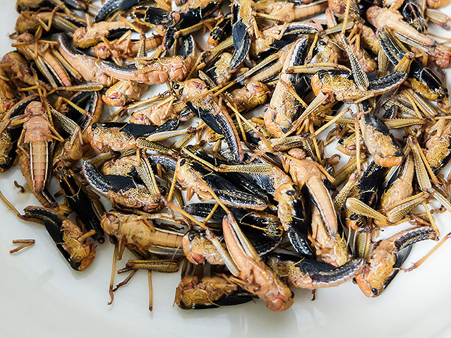 © European Union 2015 Zubereitung und Verkostung von Novel Food im EU-Parlament