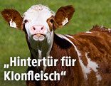 Jungtier auf einer Kuhweide