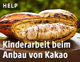 Kakaobohnen