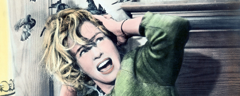 Tippi Hedren in "Die Vögel"