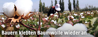 Baumwolle