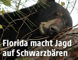 Schwarzbär schläft auf einem Baum