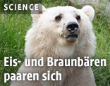 Mischbär in einem Zoo