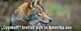 Koyotenwolf