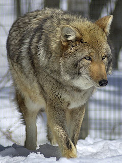 © AP/Robert F. Bukaty Koyotenwolf