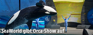 Ein Orcawal während einer Show in SeaWorld San Diego