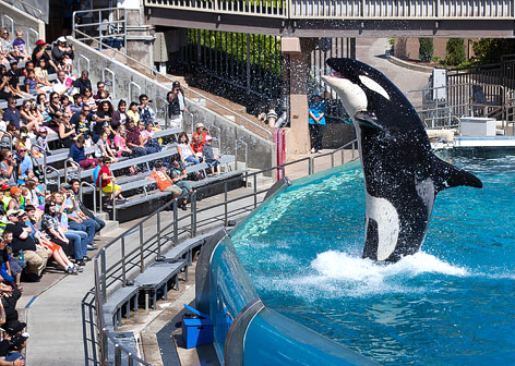 © Reuters/Mike Blake Ein Orcawal während einer Show in SeaWorld San Diego