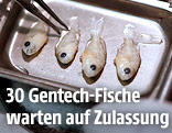 Fische in einem Labor