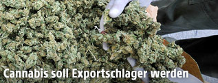 Getrocknetes Marihuana in Kolumbien
