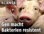 Schweine in einer Stallung