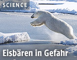 Eisb&auml;r springt auf eine Eisscholle