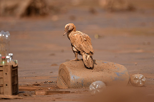 © APA/AFP/Douglas Magno Roter Schlamm auf einem Vogel