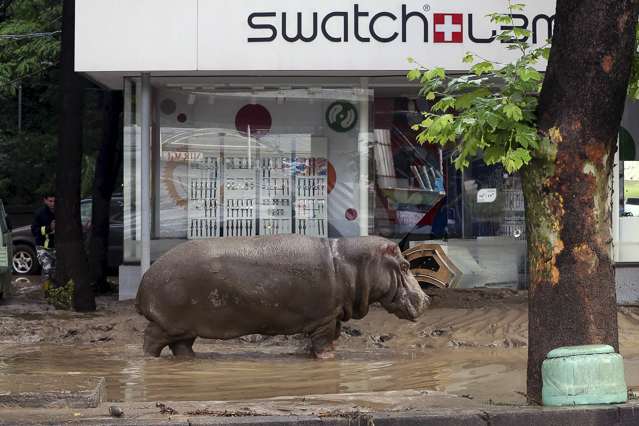 © Reuters/Beso Gulashvili Hippo vor einem Uhrengeschäft