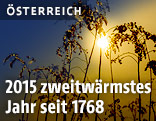 Getrocknete Pflanzen unter der Sonne
