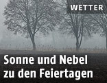 Bäume im Nebel