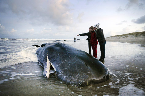 Drei Personen stehen am Strand neben einem angespülten Wal