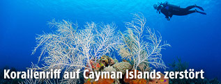 Korallenriff bei den Cayman Islands