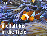 Clownfisch in einer Koralle im Great Barrier Reef