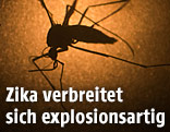 Aedes-aegypti-Molikto