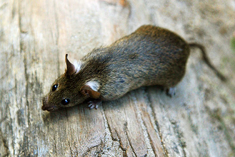 © APA/dpa/Arno Burgi Hausratte (Rattus Rattus)