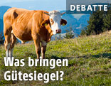 Jungbulle auf einer Alm