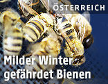 Bienen
