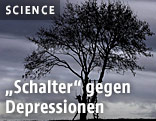 Baum vor grauem Himmel